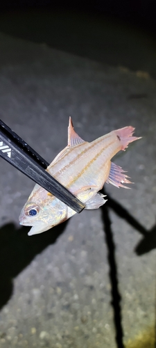 ネンブツダイの釣果