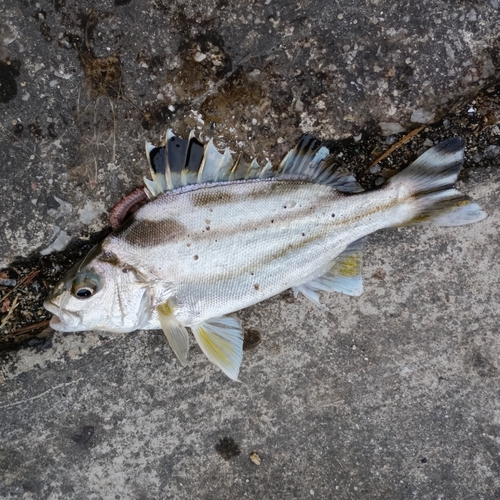 クワガナーの釣果