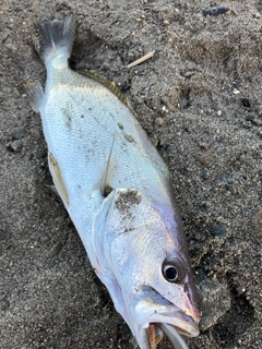 オオニベの釣果