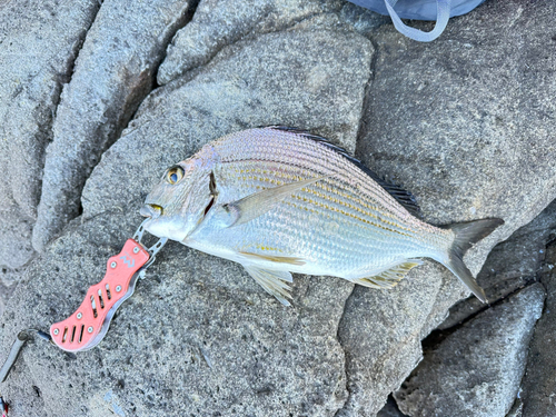 ヘダイの釣果