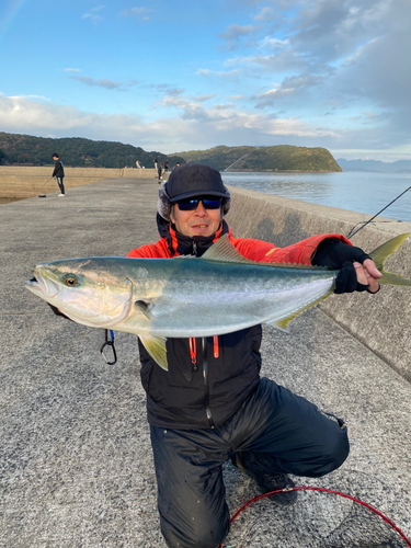 ヤズの釣果