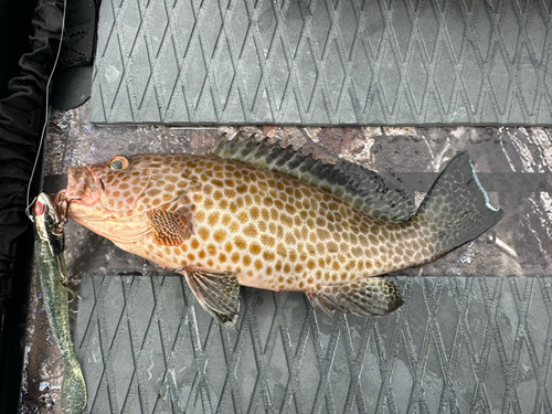 オオモンハタの釣果