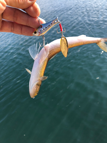 エソの釣果