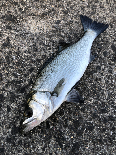 ヒラスズキの釣果