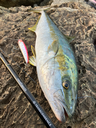 ヒラマサの釣果