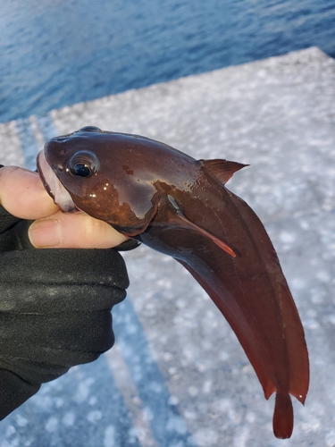 ドンコの釣果