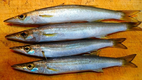 カマスの釣果