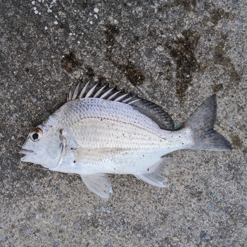 オキナワキチヌの釣果