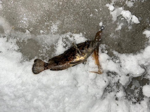 クロソイの釣果