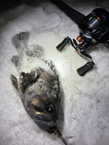 クロソイの釣果