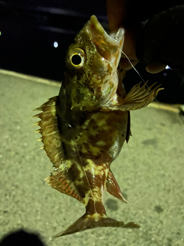 カサゴの釣果