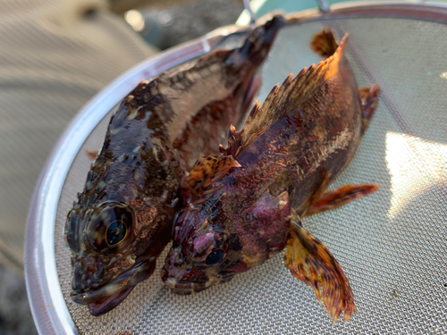 カサゴの釣果