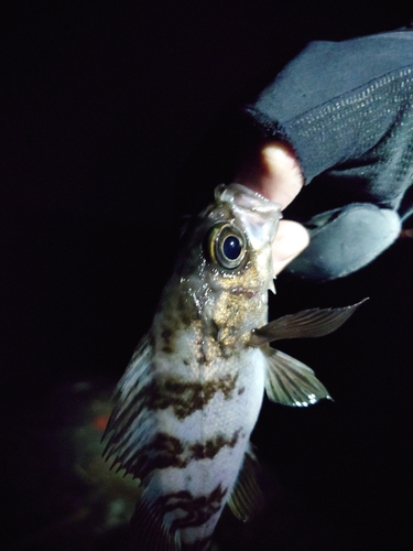 アカメバルの釣果