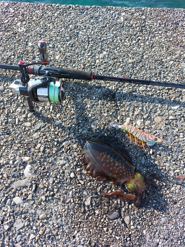 アオリイカの釣果