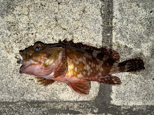 カサゴの釣果