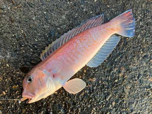 シロアマダイの釣果