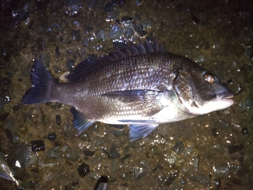 チヌの釣果