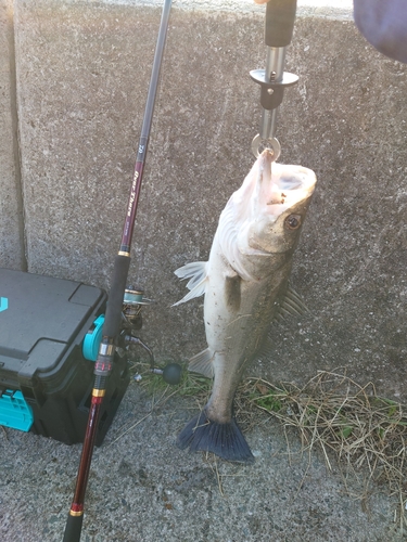 スズキの釣果