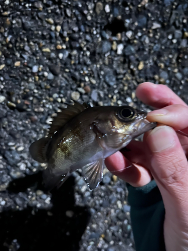 シロメバルの釣果