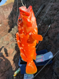 アカハタの釣果