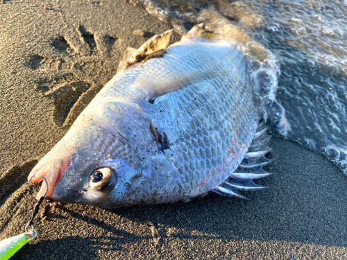 キビレの釣果