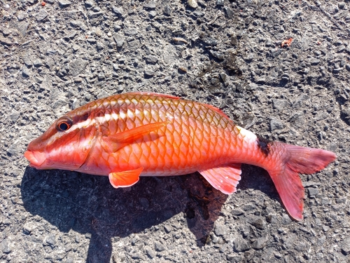 オキナヒメジの釣果