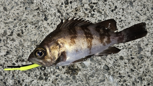 メバルの釣果