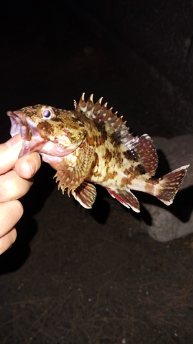 カサゴの釣果