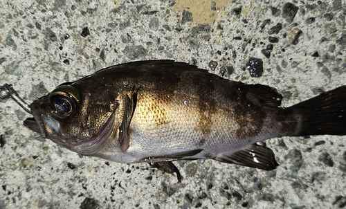 メバルの釣果