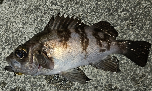 メバルの釣果