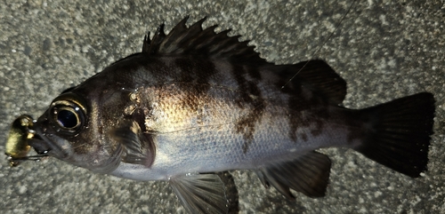 メバルの釣果