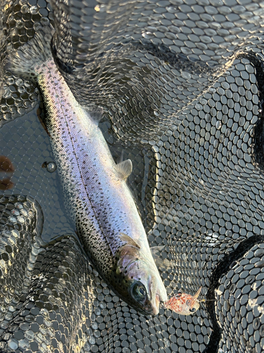 ニジマスの釣果