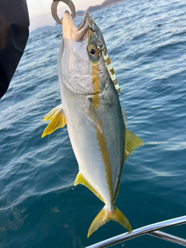 ヒラマサの釣果