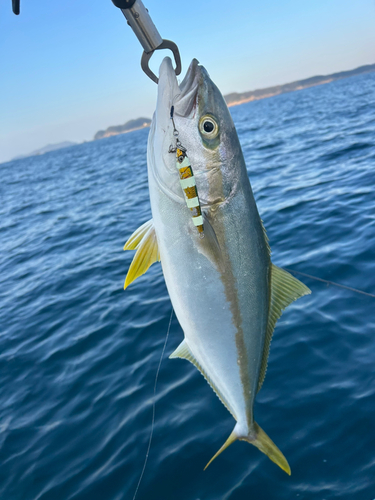 ヒラマサの釣果