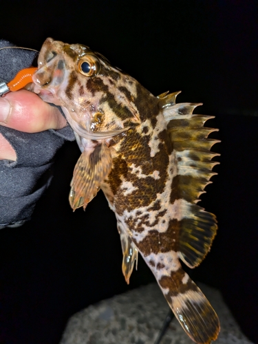 タケノコメバルの釣果