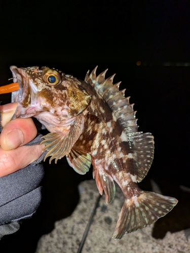 カサゴの釣果