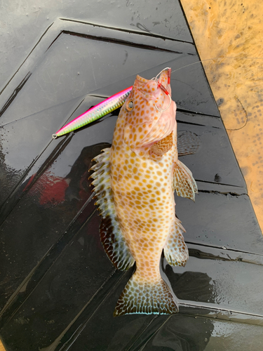 オオモンハタの釣果