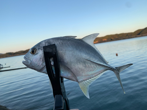 メッキの釣果