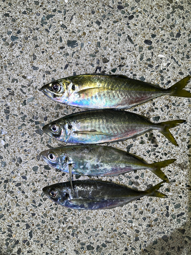 アジの釣果