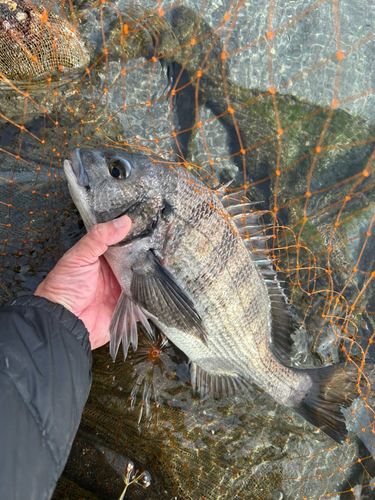 チヌの釣果