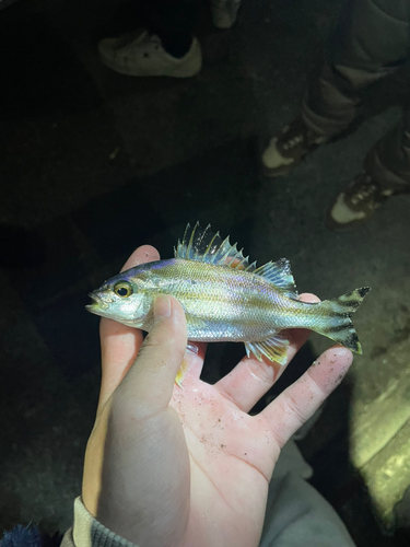 コトヒキの釣果