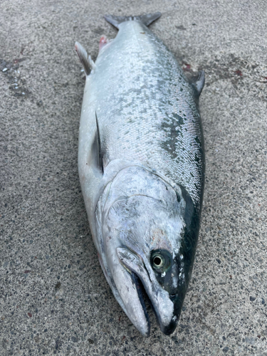 サクラマスの釣果