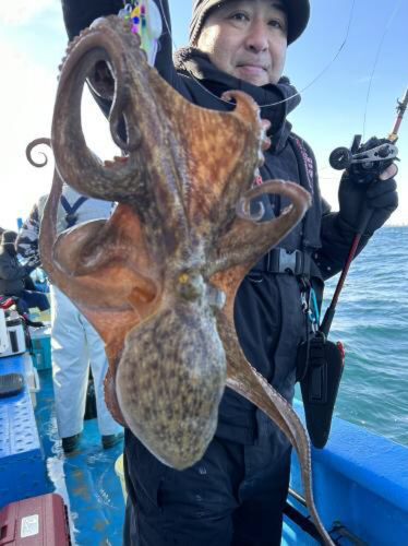 マダコの釣果