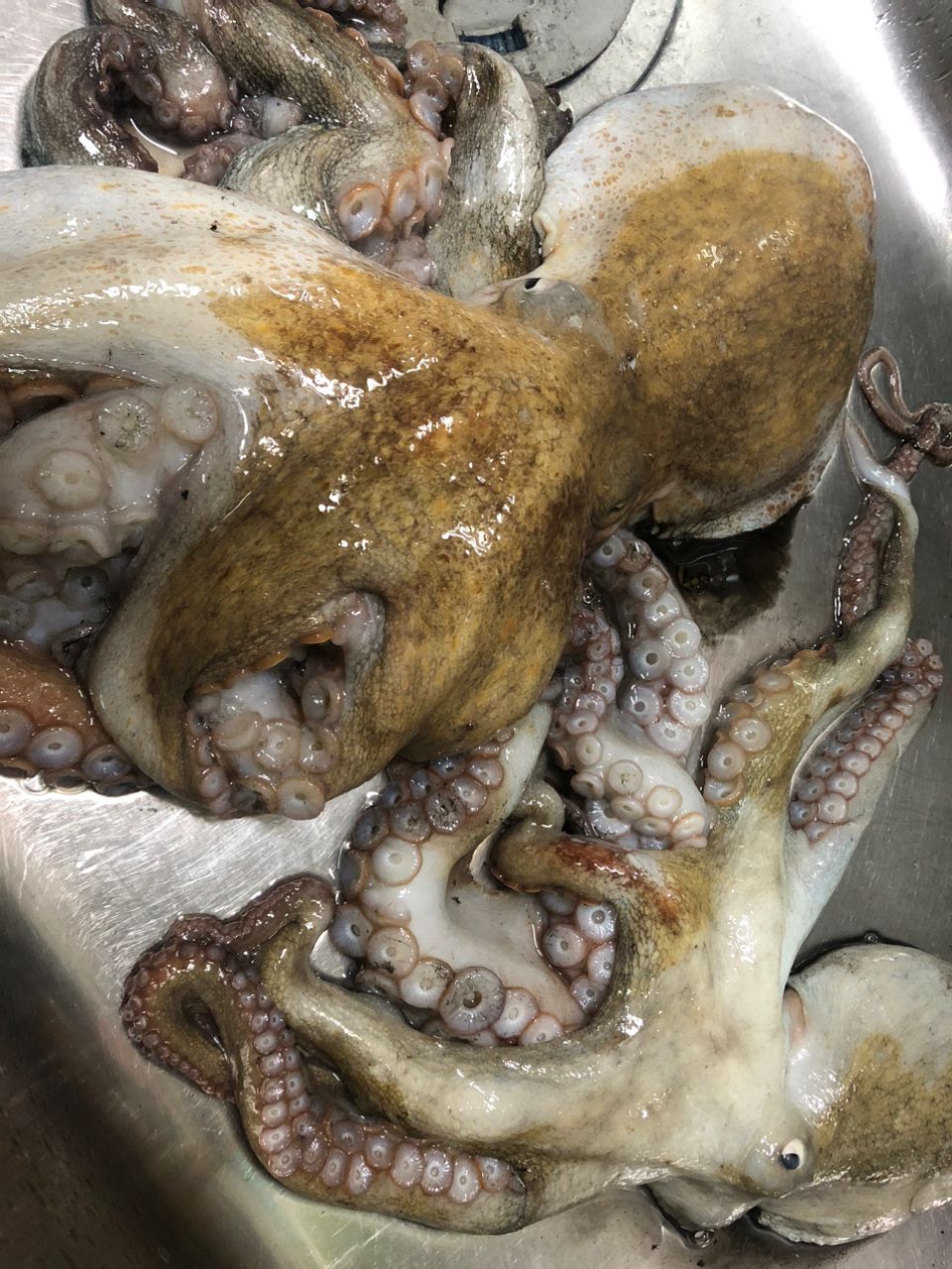 Tsuritter1972さんの釣果 2枚目の画像