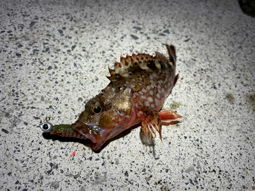 カサゴの釣果