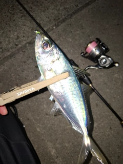 メアジの釣果