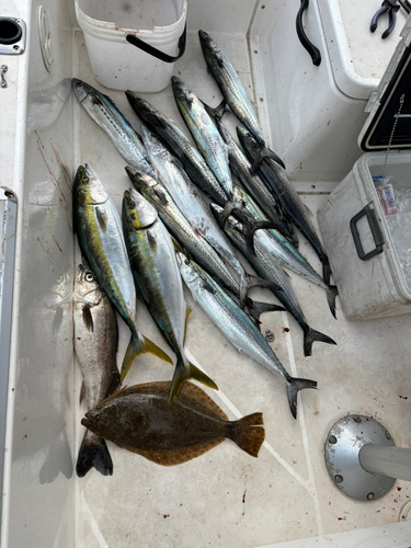 サゴシの釣果