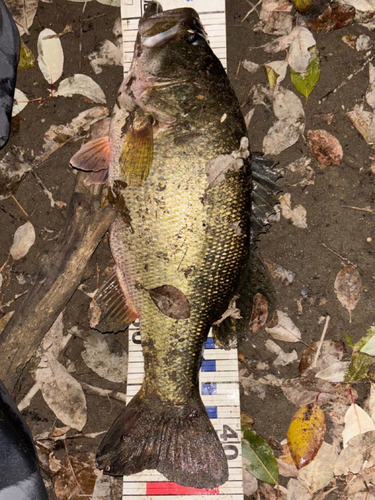 ブラックバスの釣果