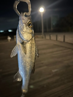 セイゴ（ヒラスズキ）の釣果