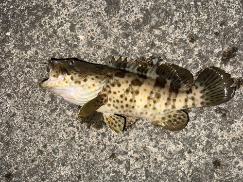 チャイロマルハタの釣果